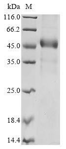 SDS-PAGE
