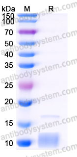 YHC97902, SDS-PAGE