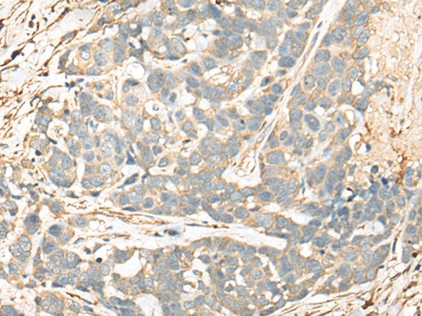 Валидация Elabscience E-AB-18480