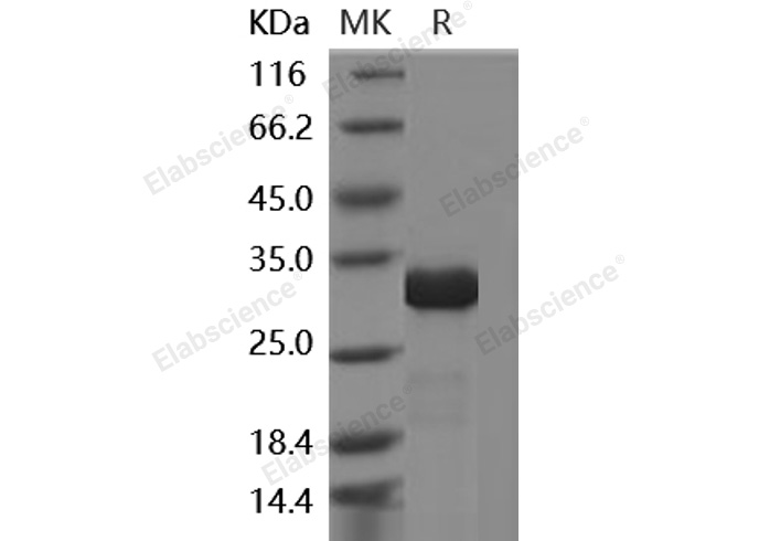 Валидация Elabscience PKSH030519(1430)