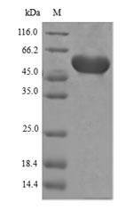 SDS-PAGE