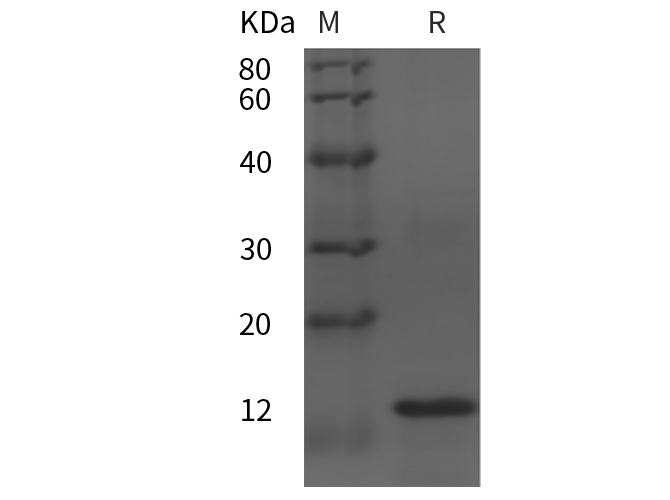 Валидация Elabscience PDEH100885(316)