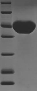 SDS-PAGE