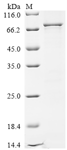 SDS-PAGE