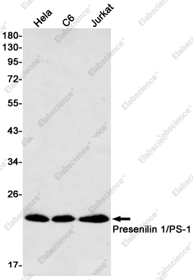 Вестерн-блоттинг, Presenilin 1/PS-1, клетки HeLa, C6, Jurkat