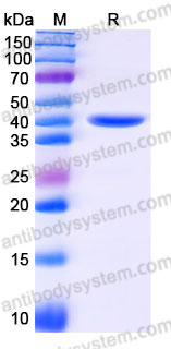 YHC21602, SDS-PAGE