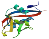 C-Type Lectin Domain Family 1, Member B (CLEC1B) C-Type Lectin Domain Family 1, Member B (CLEC1B)