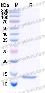 YHD51502, SDS-PAGE