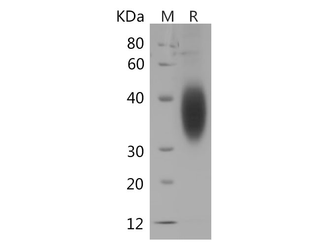 Валидация Elabscience PDMH100367(976)