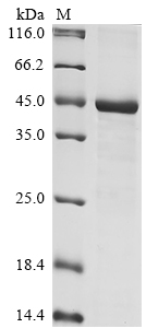 SDS-PAGE