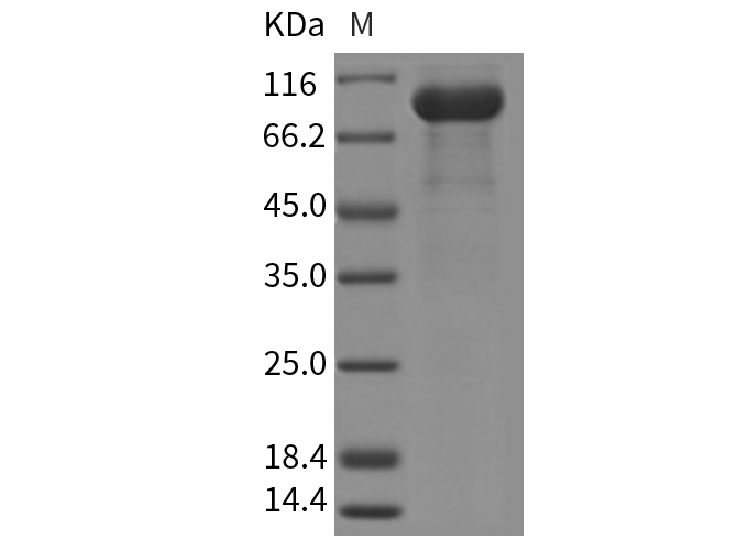Валидация Elabscience PKSM040324(4328)