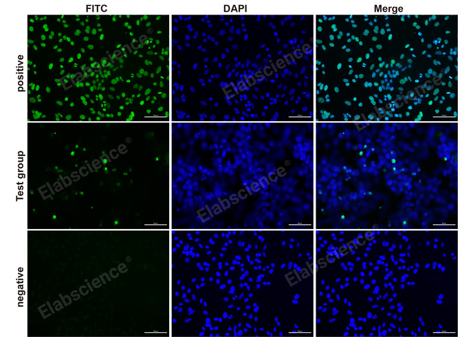 Валидация Elabscience E-CK-A320 - 88