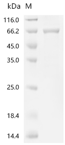 SDS-PAGE