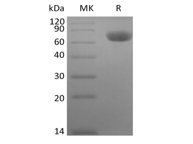 Валидация Elabscience PKSQ050114(5483)