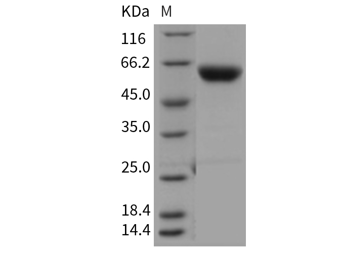 Валидация Elabscience PKSM040414(4413)