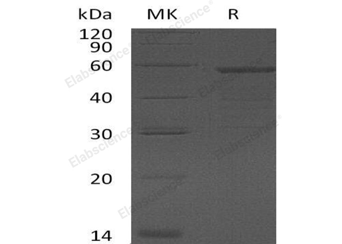 Валидация Elabscience PKSH032510(2970)