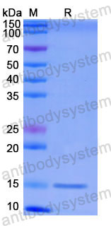 Валидация SDS-PAGE - AntibodySystem RHG11001