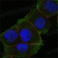 Валидация IF - AntibodySystem RHN88502