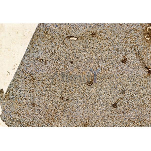 Валидация Affinity AF5379 - 3006