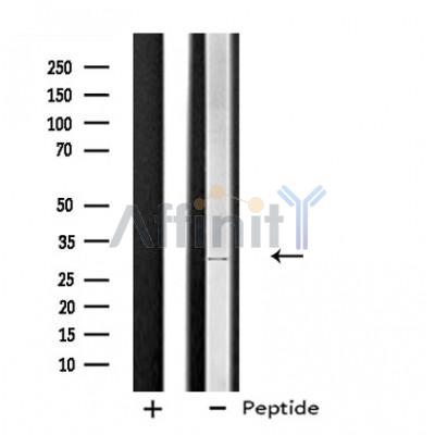 Валидация Affinity DF4691 - 16366