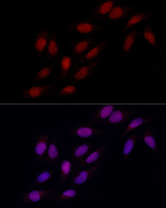 Валидация Elabscience E-AB-92368