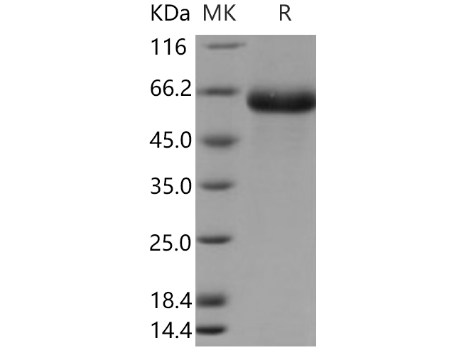 Валидация Elabscience PKSH030686(1560)
