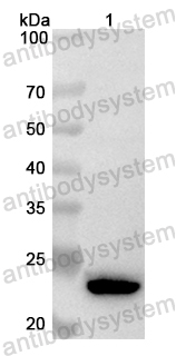 Валидация AntibodySystem PHB09001
