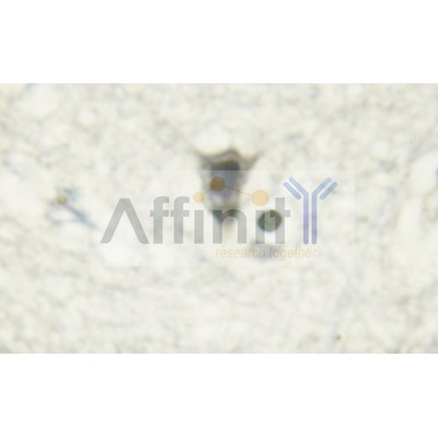 Валидация Affinity AF6445 - 3761