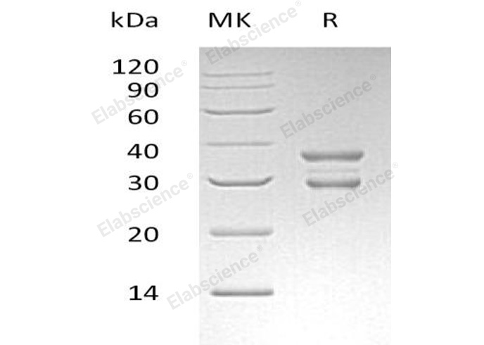 Валидация Elabscience PKSH033185(3536)