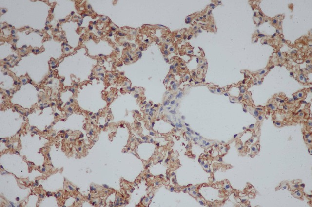 Валидация Elabscience E-AB-40060