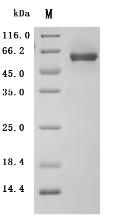 SDS-PAGE