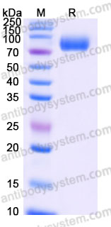 AHG62602, SDS-PAGE