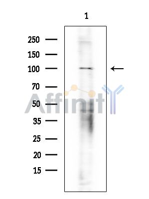 Валидация Affinity AF6153 - 3364