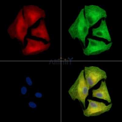 Валидация Affinity DF16065 - 12621