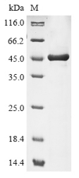 SDS-PAGE