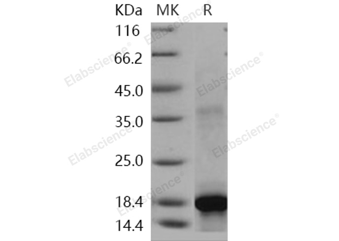 Валидация Elabscience PKSH030940(1763)