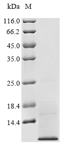 SDS-PAGE