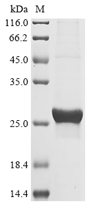 SDS-PAGE