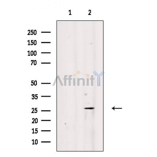 Валидация Affinity DF3855 - 14992