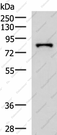 Вестерн-блоттинг, PRPF3, клетки HepG2