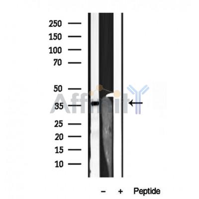 Валидация Affinity DF12048 - 6095