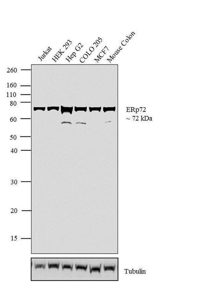 Валидация AssayVector ARM1996(2940)
