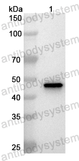 Валидация AntibodySystem PHB40101