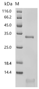 SDS-PAGE
