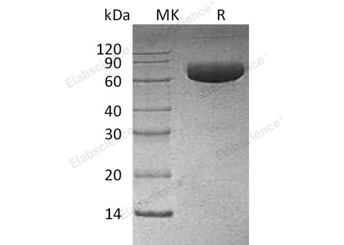 Валидация Elabscience PKSH032871(3276)