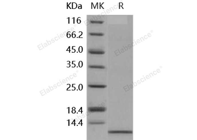 Валидация Elabscience PKSH030276(1224)