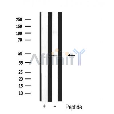 Валидация Affinity AF5204 - 2657