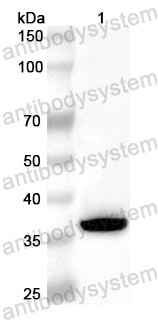 Валидация AntibodySystem PHB29801