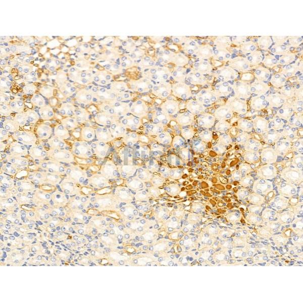 Валидация Affinity AF5327 - 2898