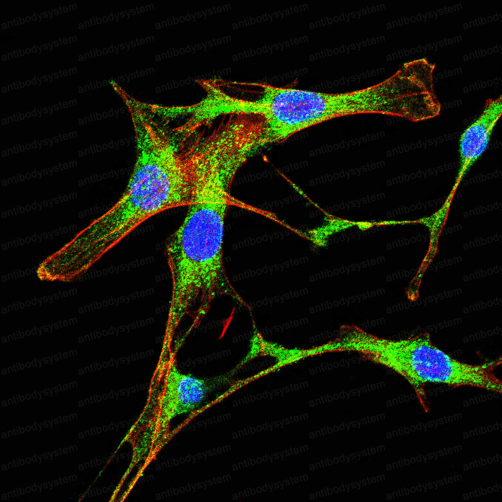 Валидация IF - AntibodySystem RHB94406